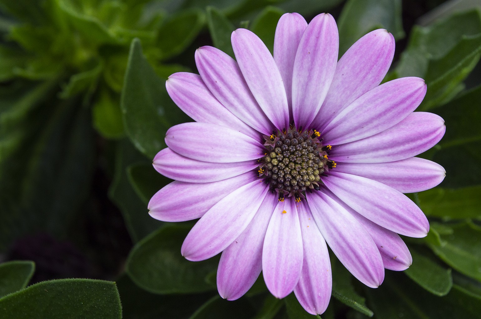 Bath Garden Center Nursery Linkedin