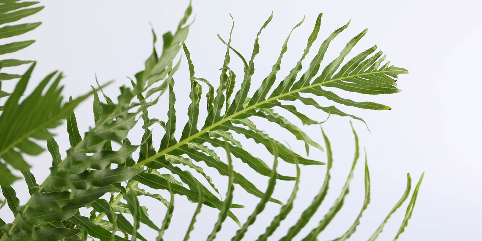 Dobbies Garden Centres Linkedin