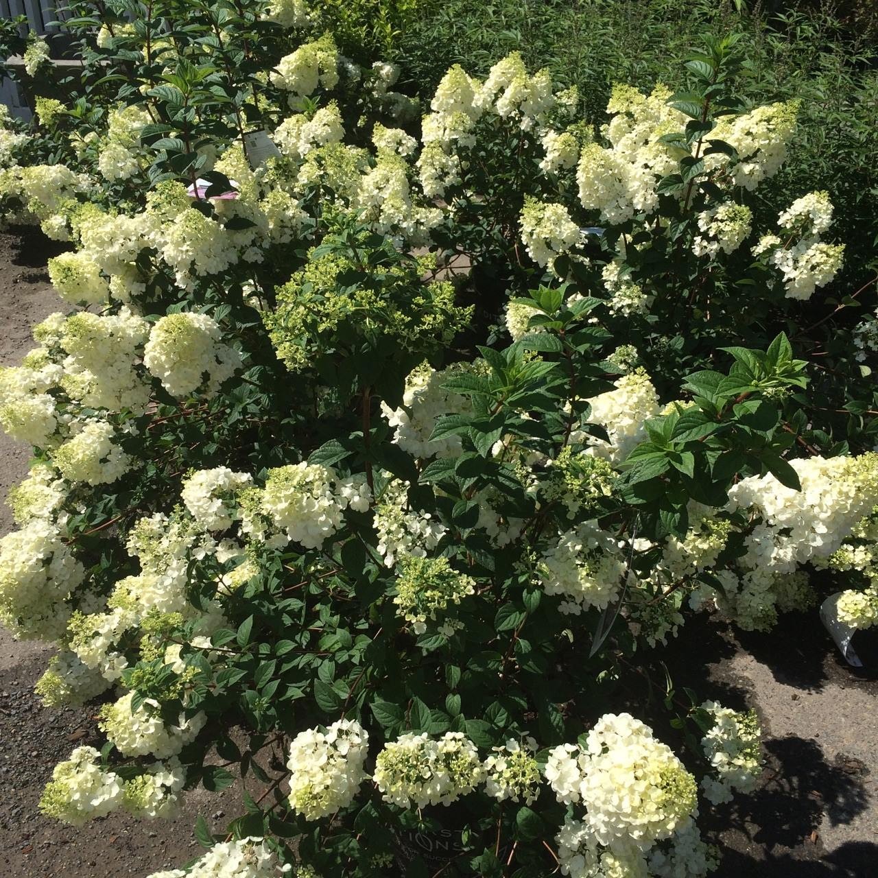 Hoffman S Supply Linkedin