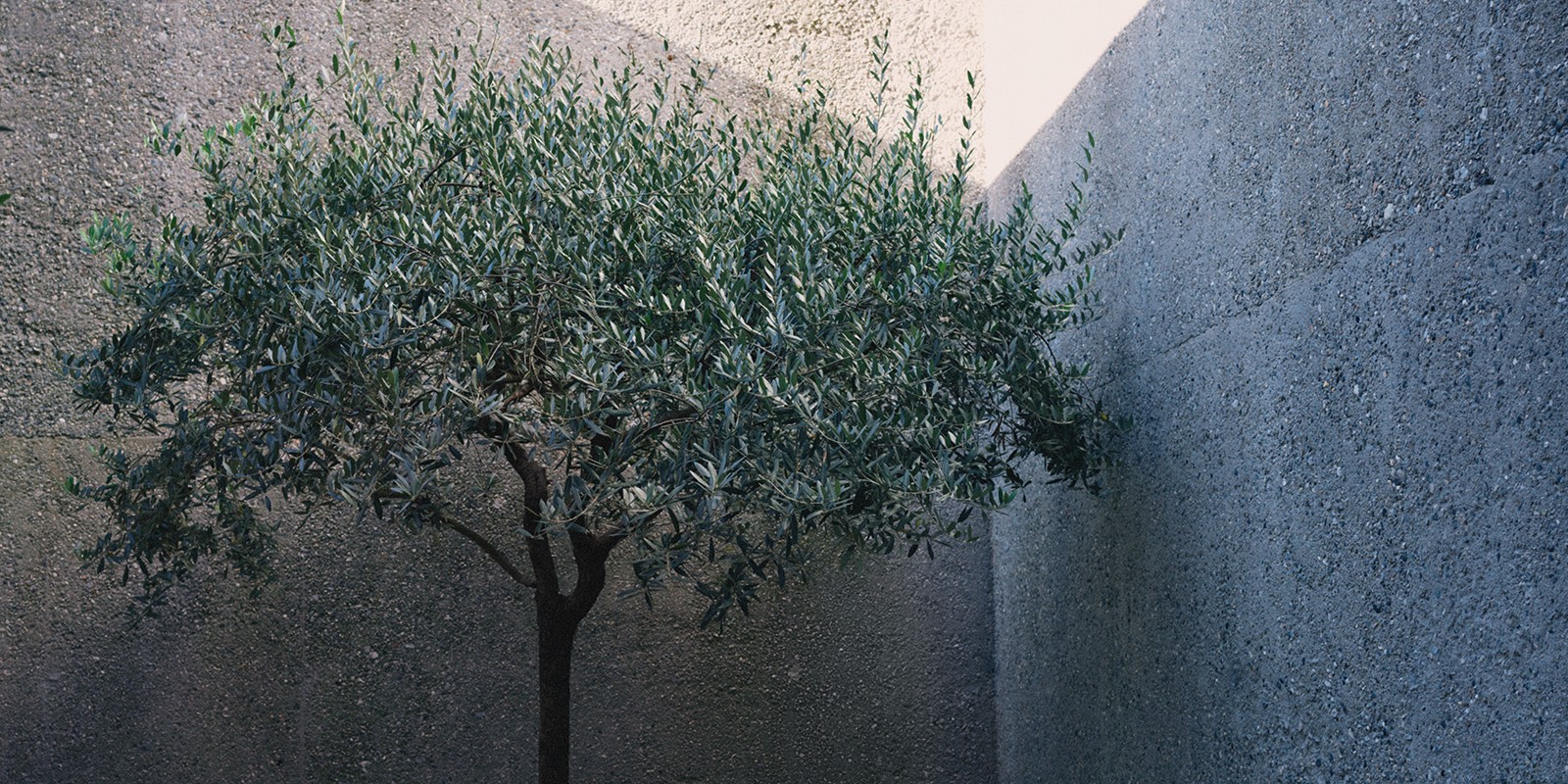 Bally Linkedin Bally Linkedin