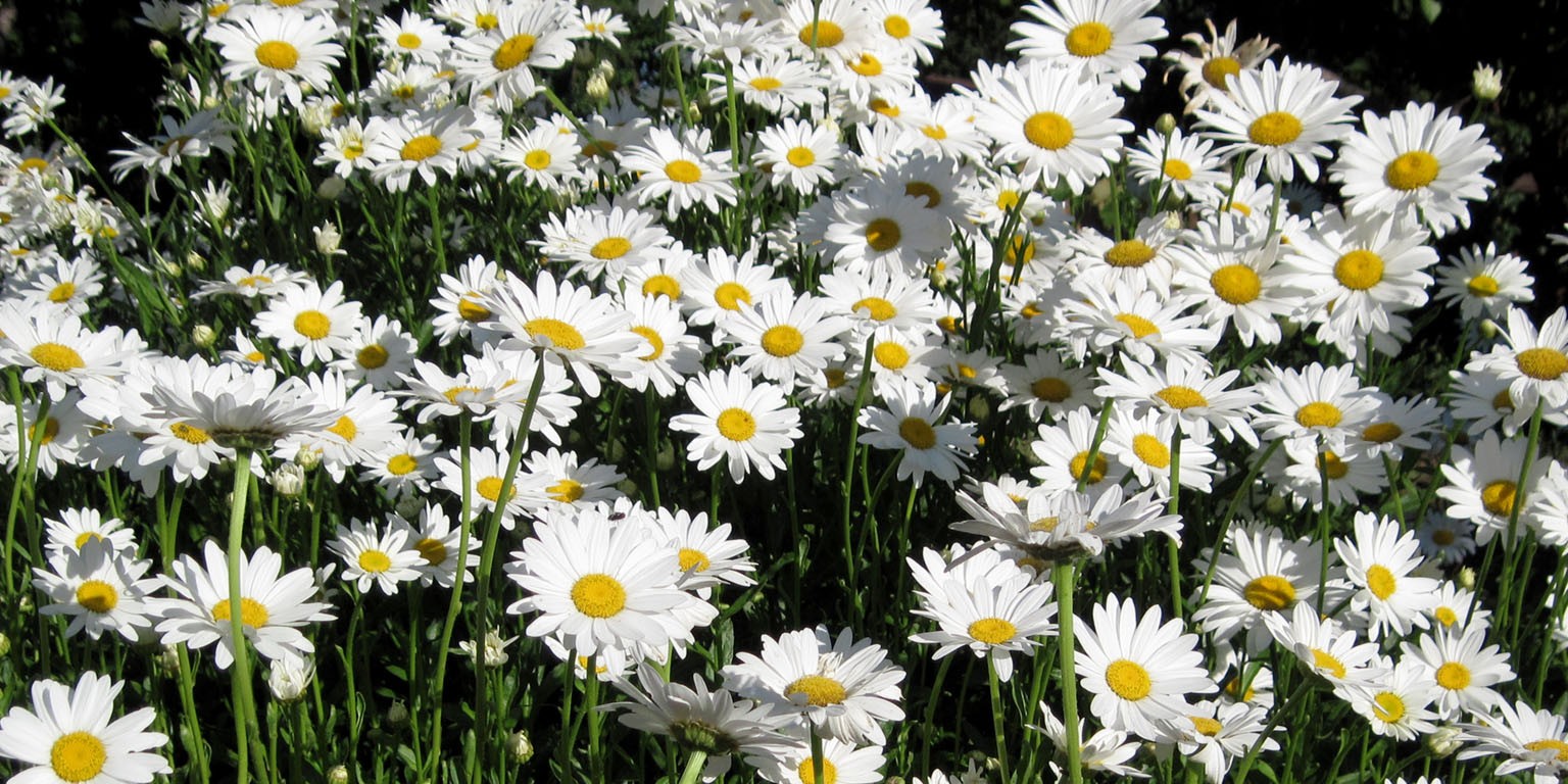 Luther Burbank Home Gardens Linkedin