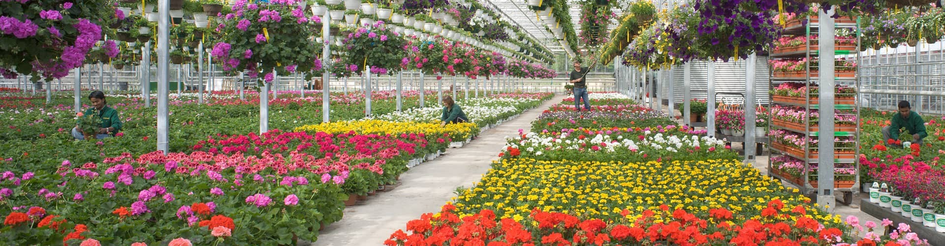 Mahoney S Garden Center Linkedin