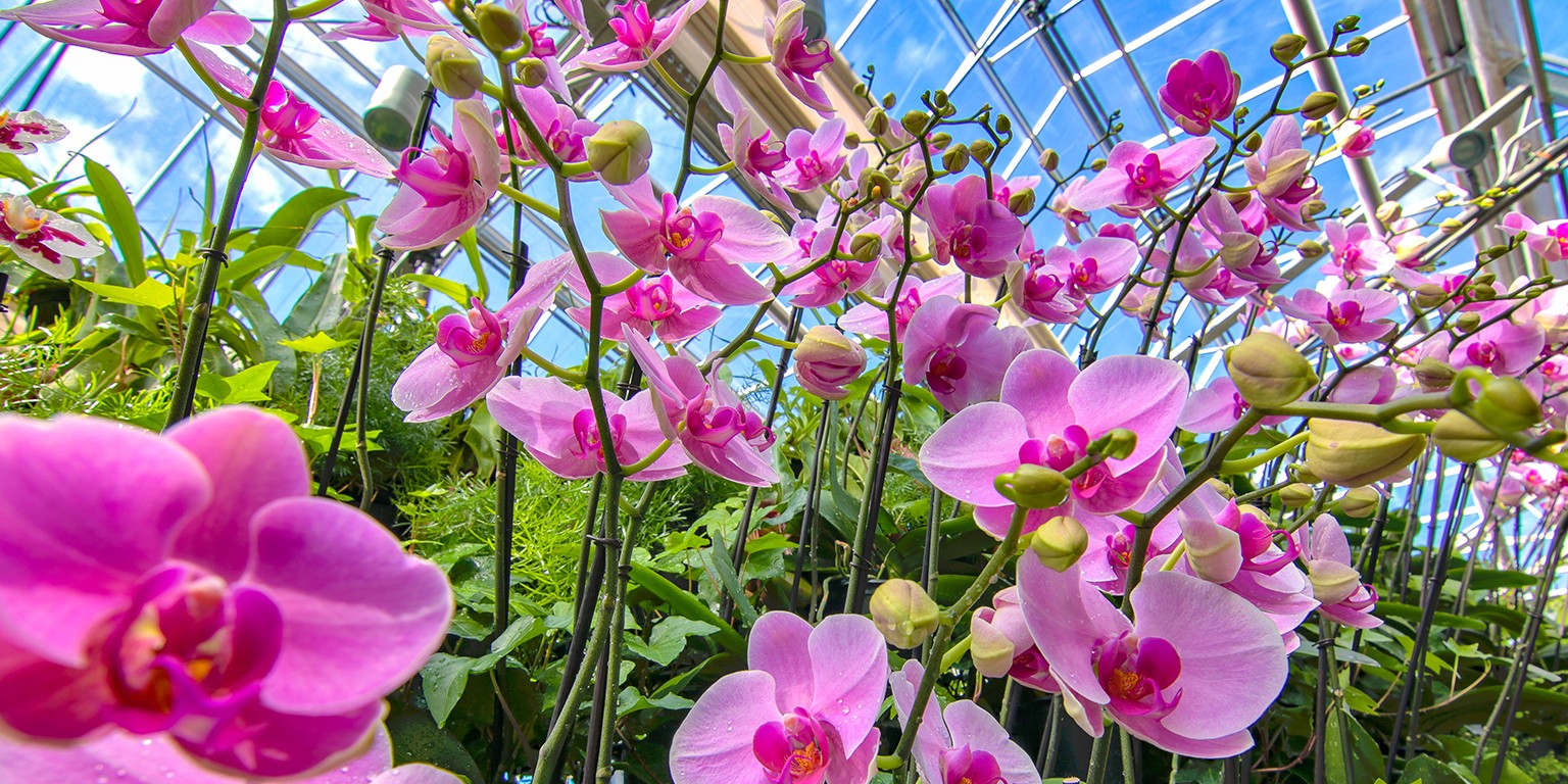 Atlanta Botanical Garden Linkedin