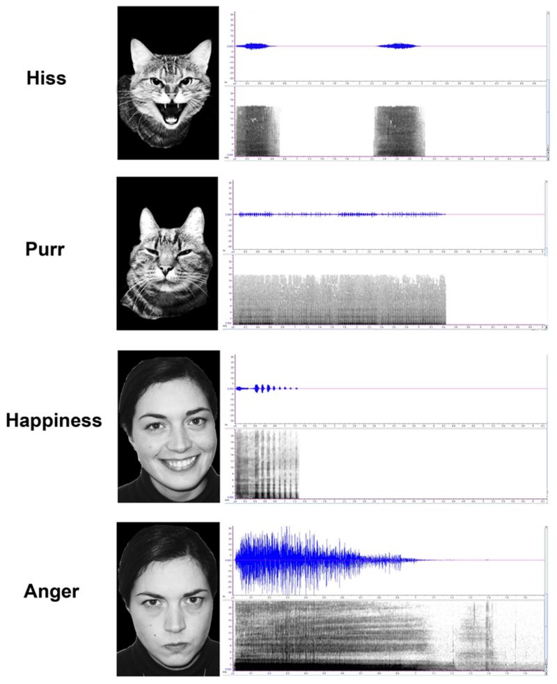 Animals MDPI on LinkedIn: #Emotion #Cats #emotions