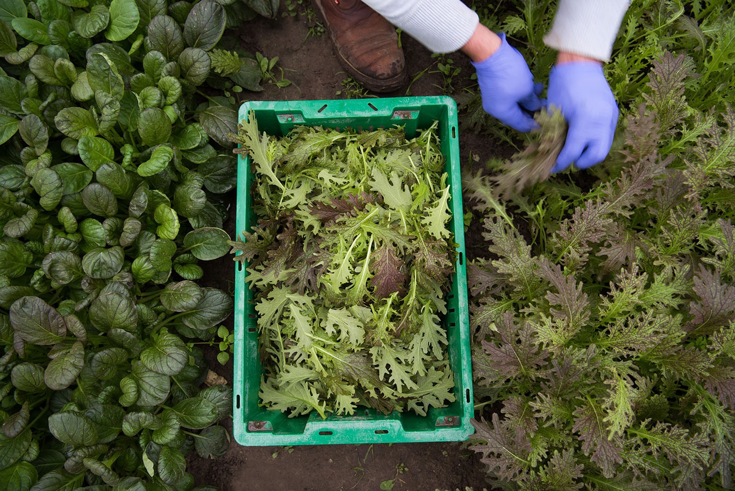 The Chef 39 S Garden Inc Linkedin