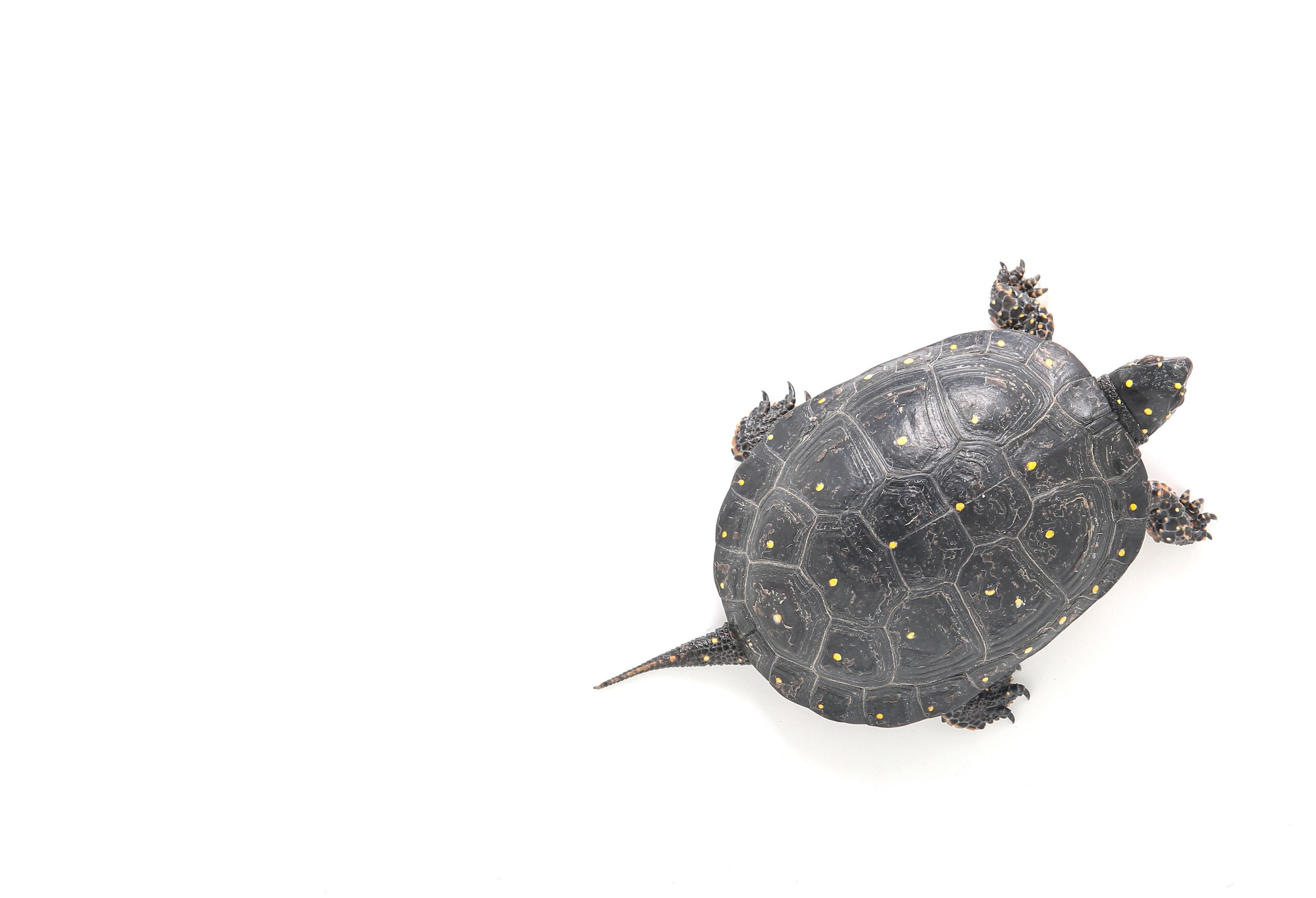 Zoo Knoxville Linkedin