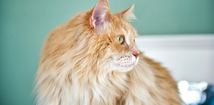 Gentle Care Animal Hospital Group Linkedin