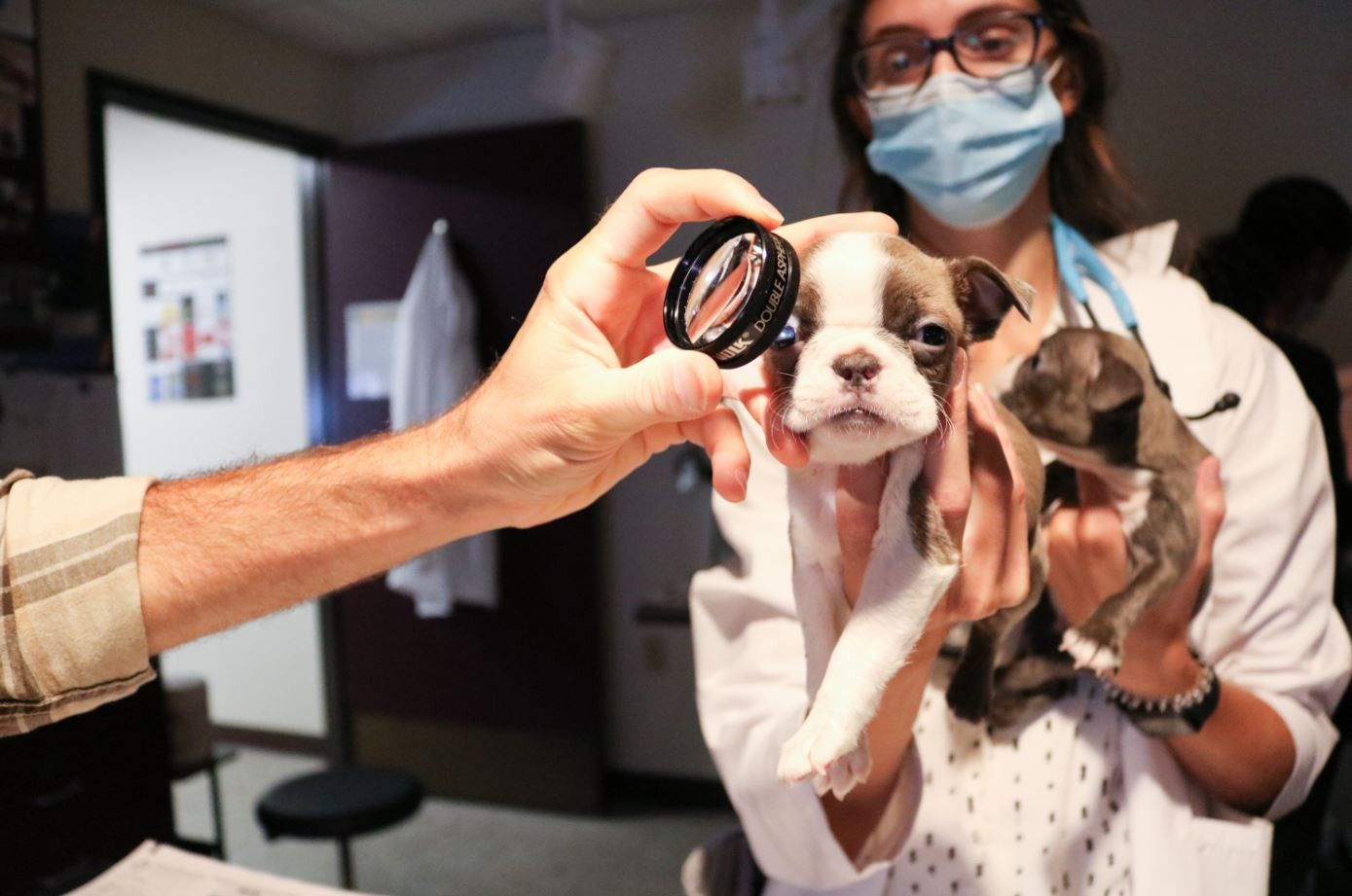 University of Florida College of Veterinary Medicine | LinkedIn