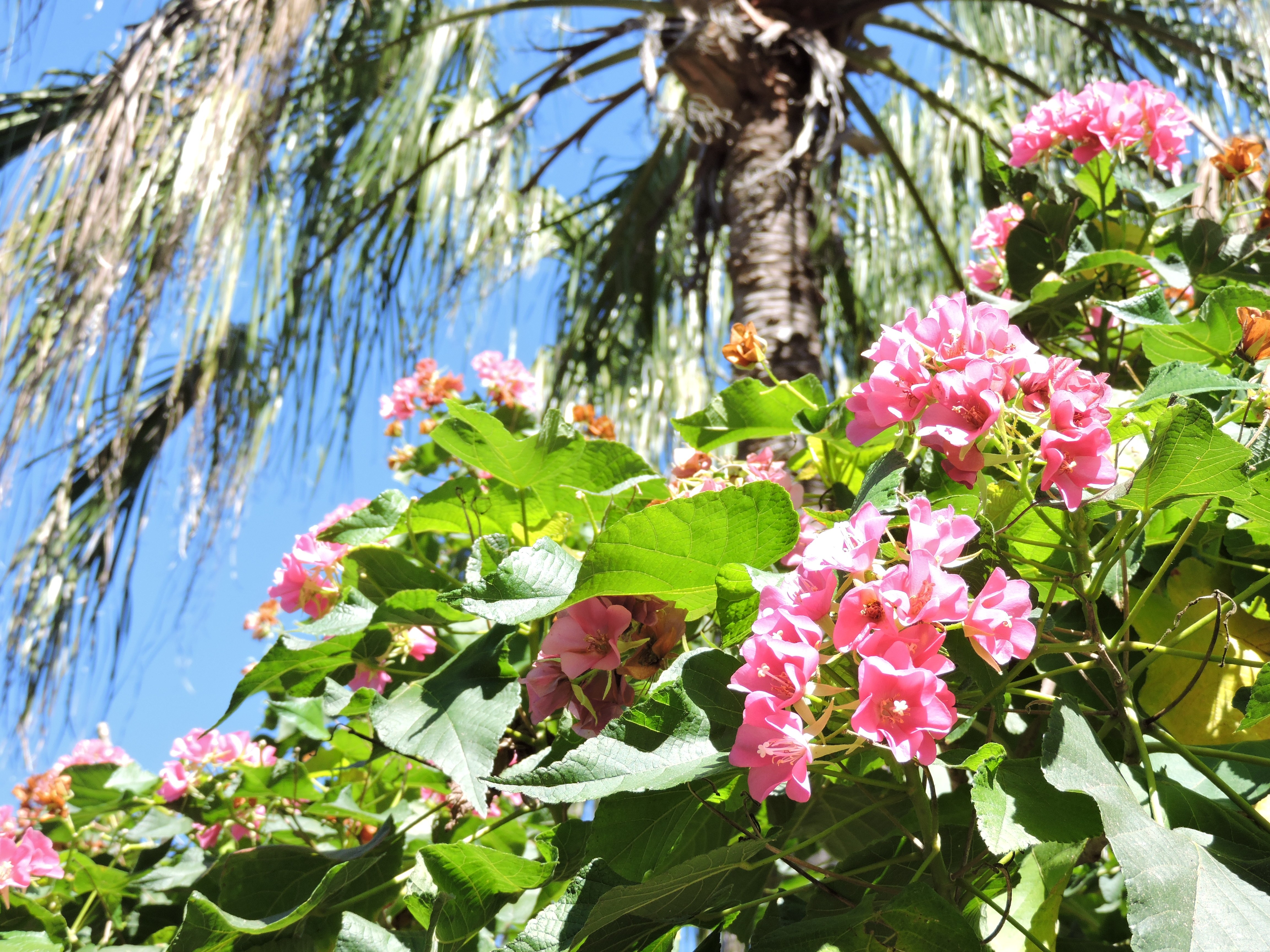 Florida Botanical Gardens Foundation Linkedin