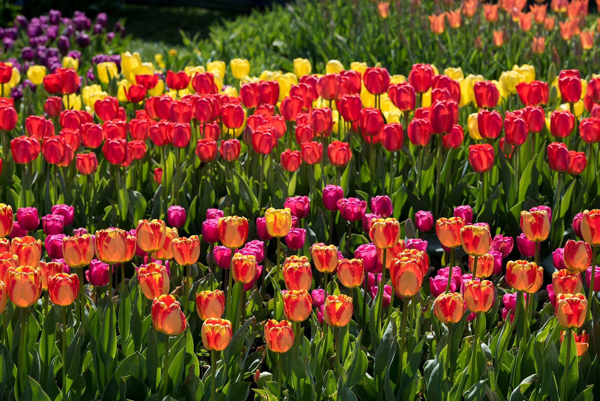 Longwood Gardens Linkedin