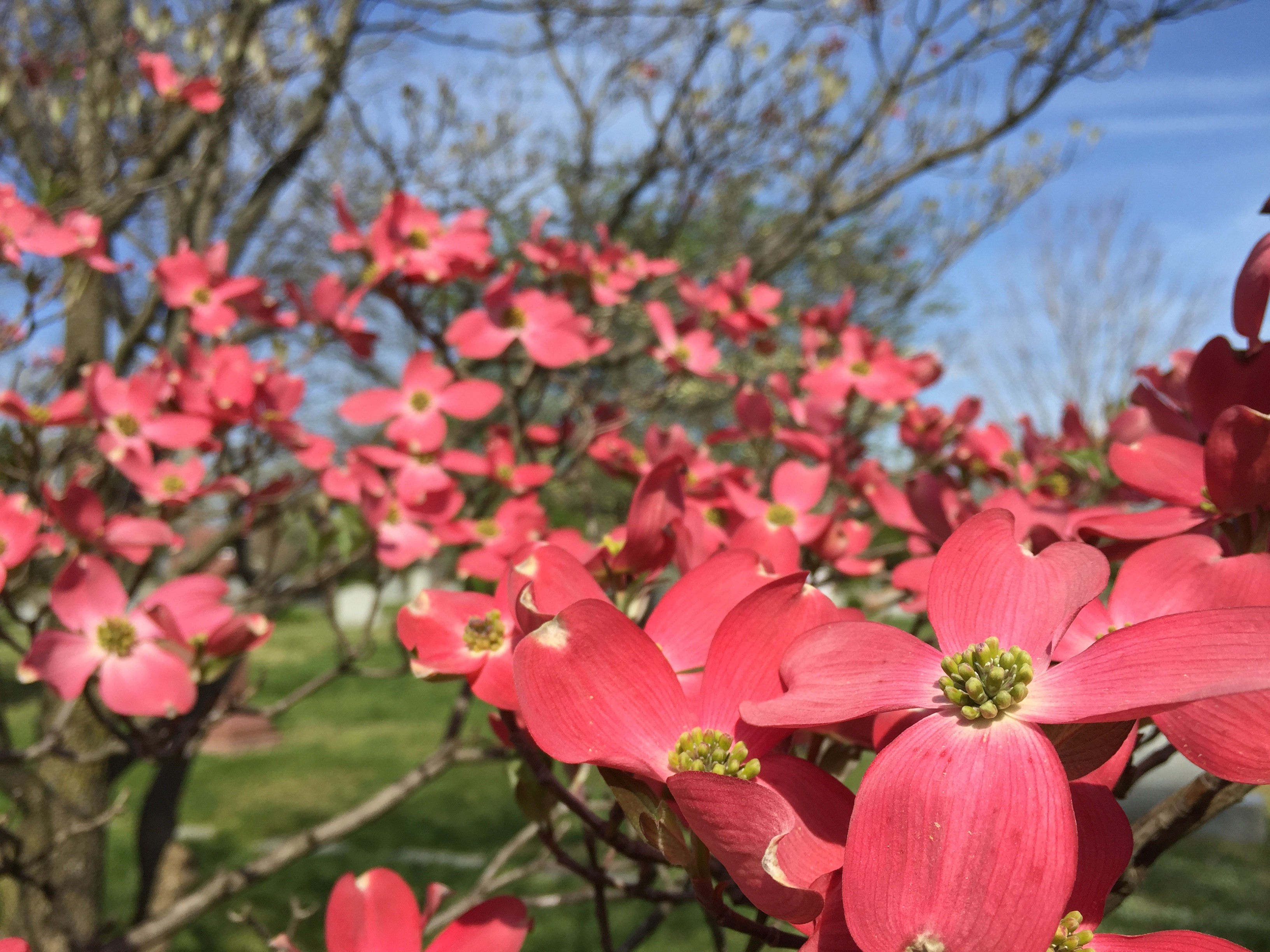 Columbia Gardens Cemetery Linkedin