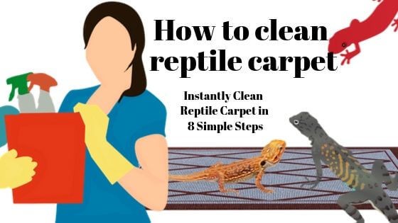 how to clean reptile carpet