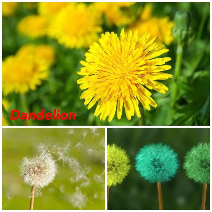 In malay meaning dandelion What does