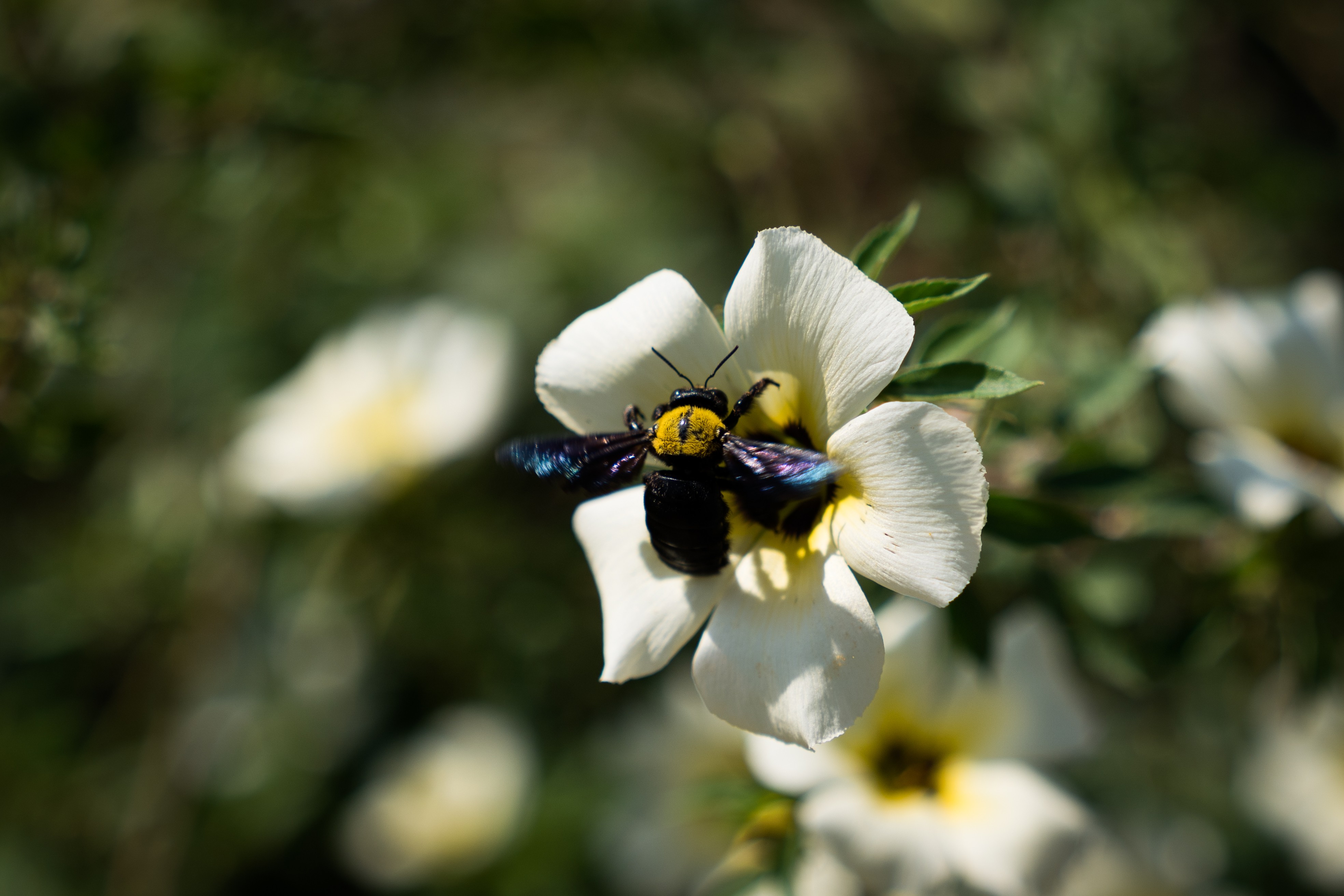 Bumblebee putrajaya