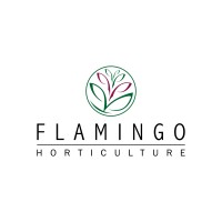 Flamingo horticultura nairobi contactos