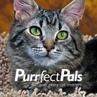 Purrfect Pals Cat Sanctuary and Adoption Centers LinkedIn Purrfect Pals Cat Sanctuary and Adoption Centers LinkedIn