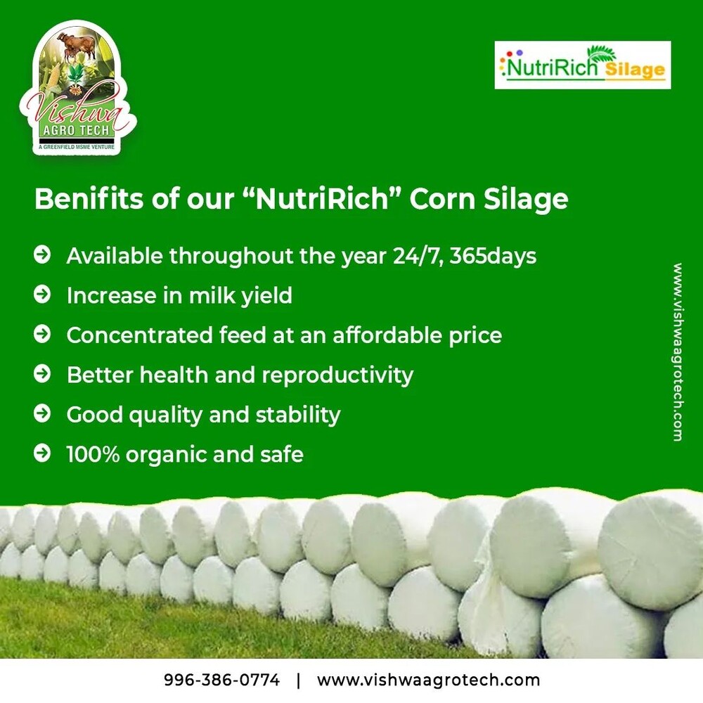 Vishwa Agrotech NutriRich Corn Silage