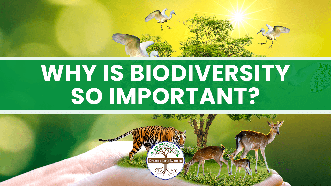 biodiversity and ecosystem essay