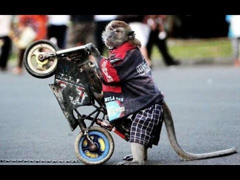 Monyet naik motor