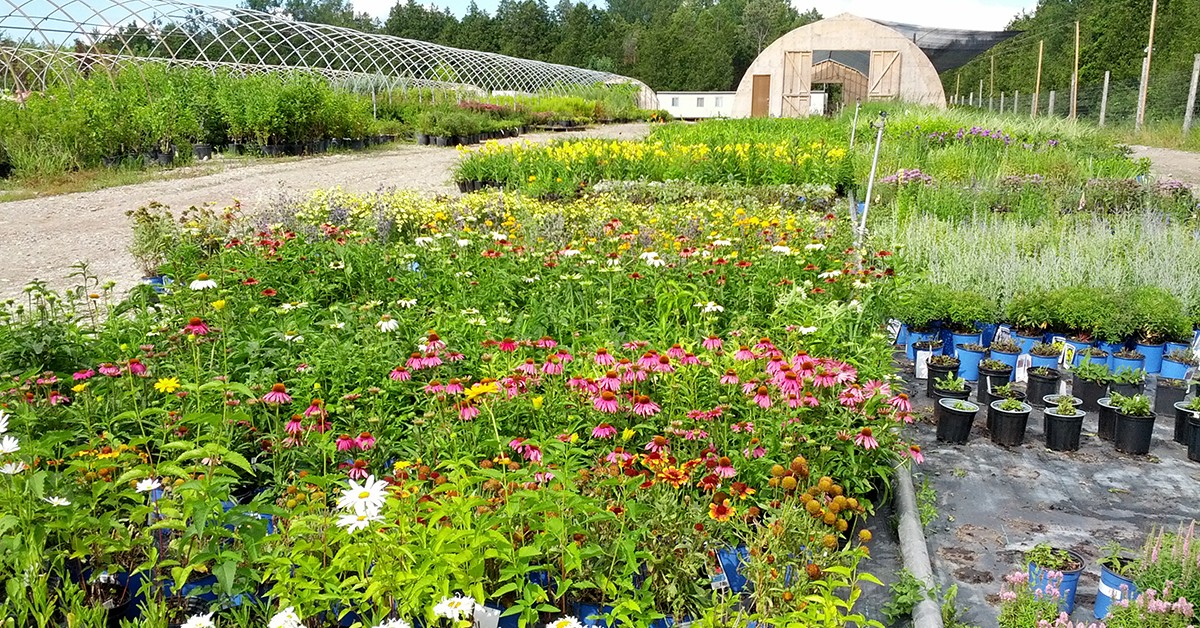Greenlife Wholesale Plant Nursery Linkedin