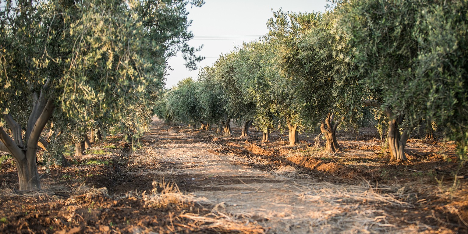 Queen Creek Olive Mill Linkedin