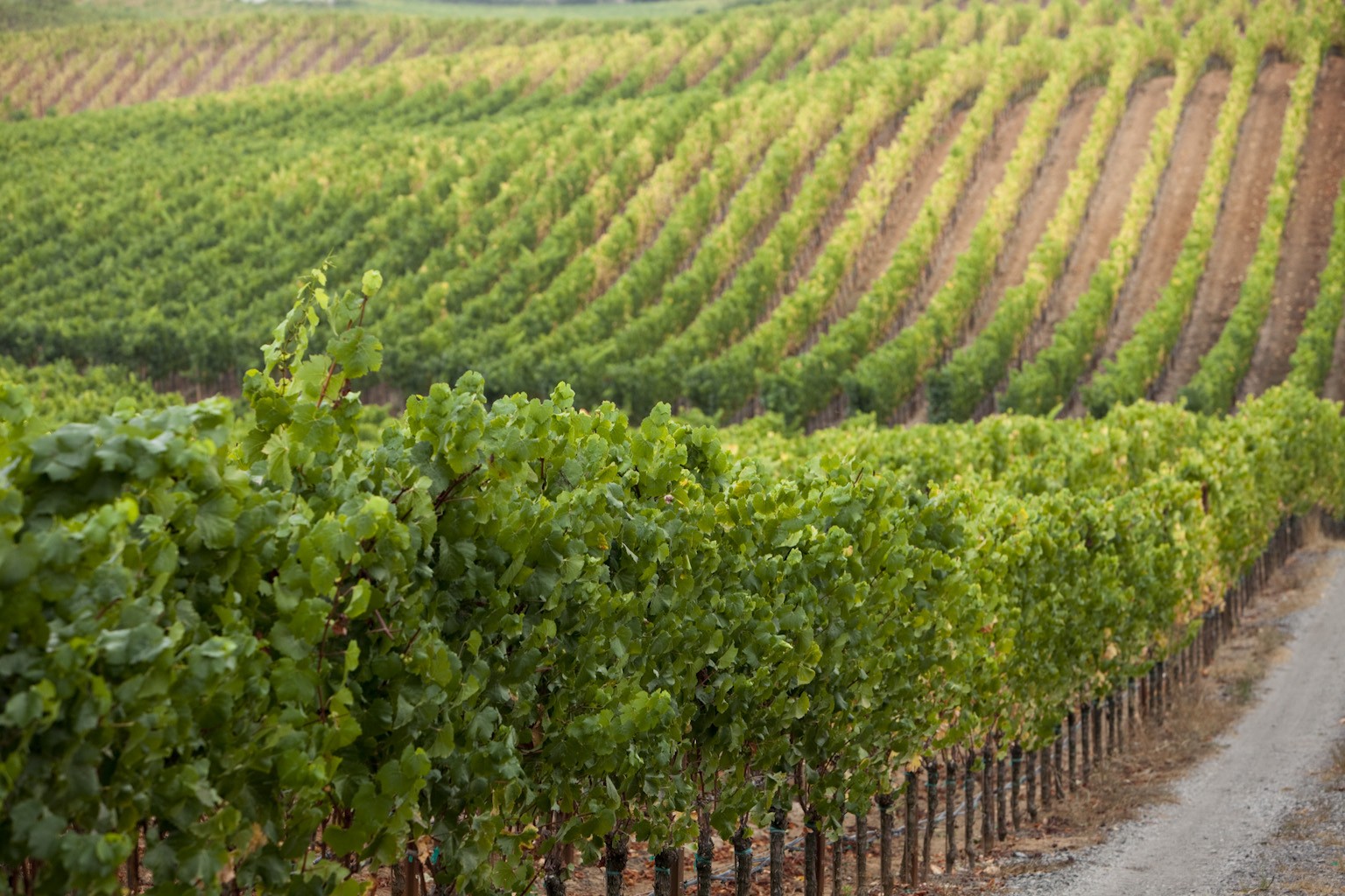 Martinelli Winery & Vineyards | LinkedIn