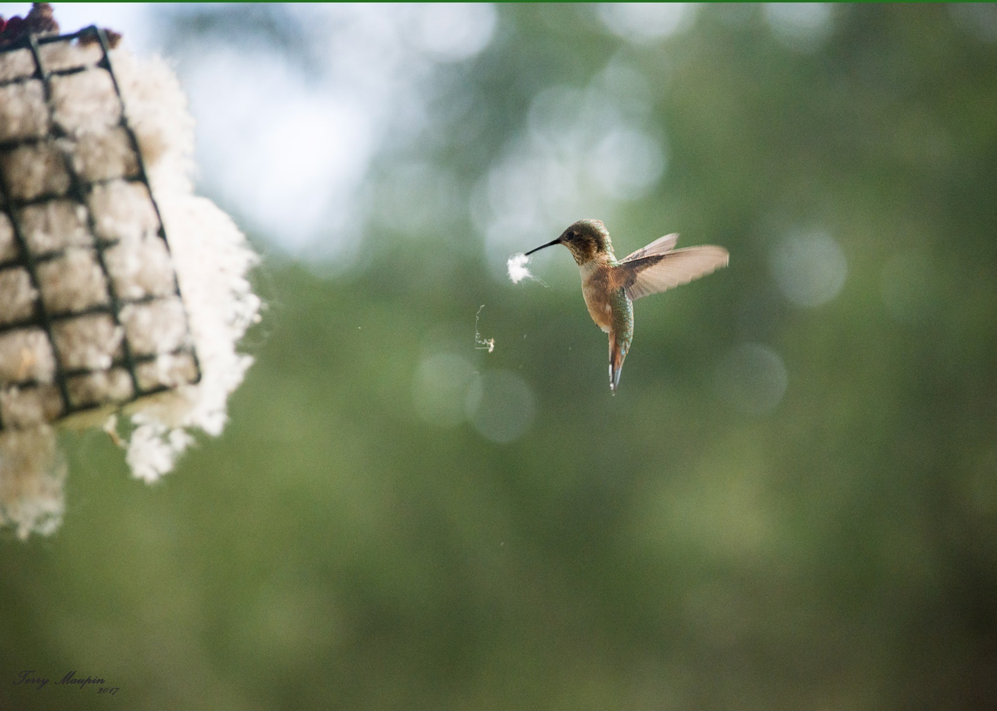 Backyard Bird Shop Inc Linkedin