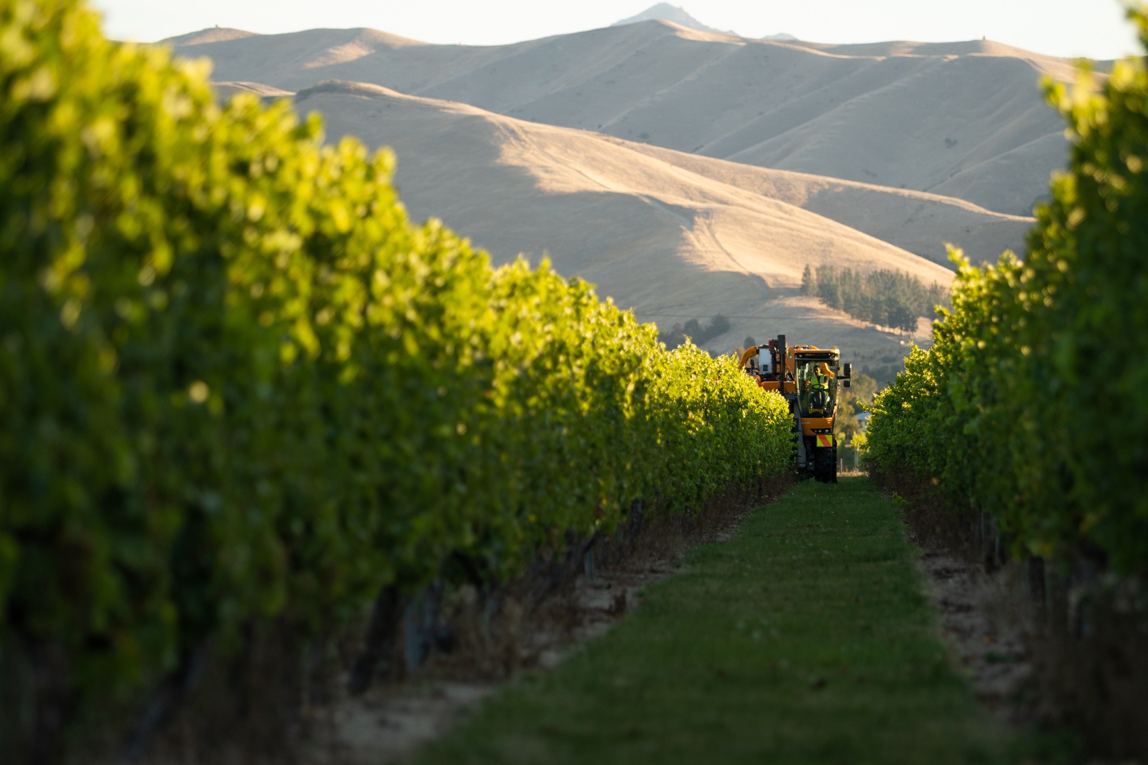 Horticulture and viticulture jobs in new zealand