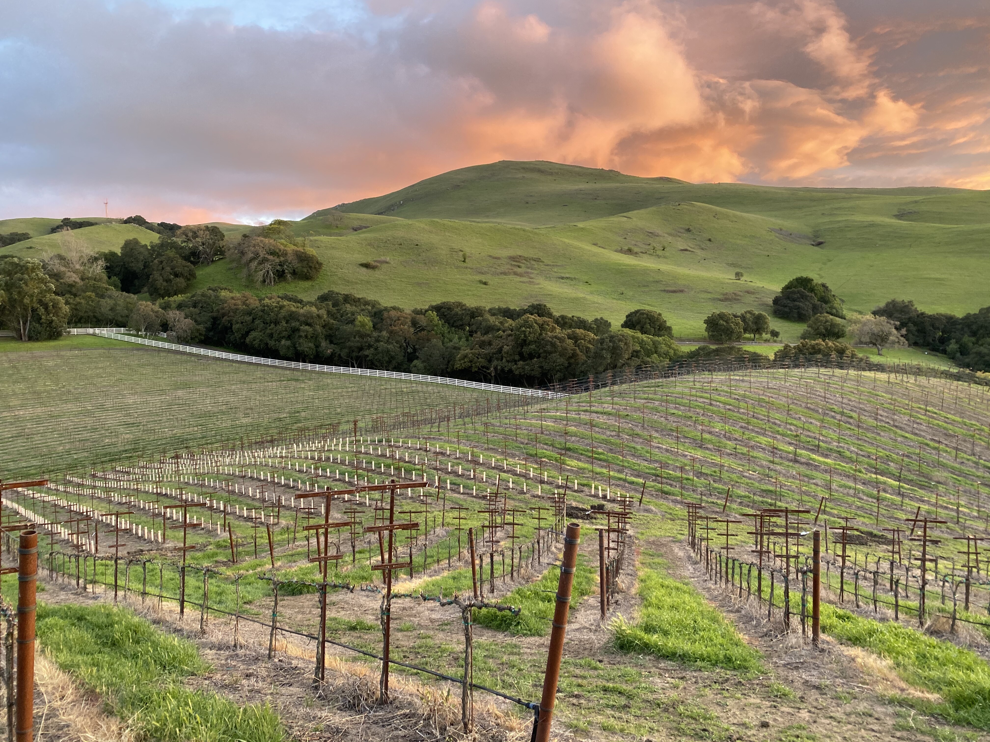 Mission Peak Wine | LinkedIn