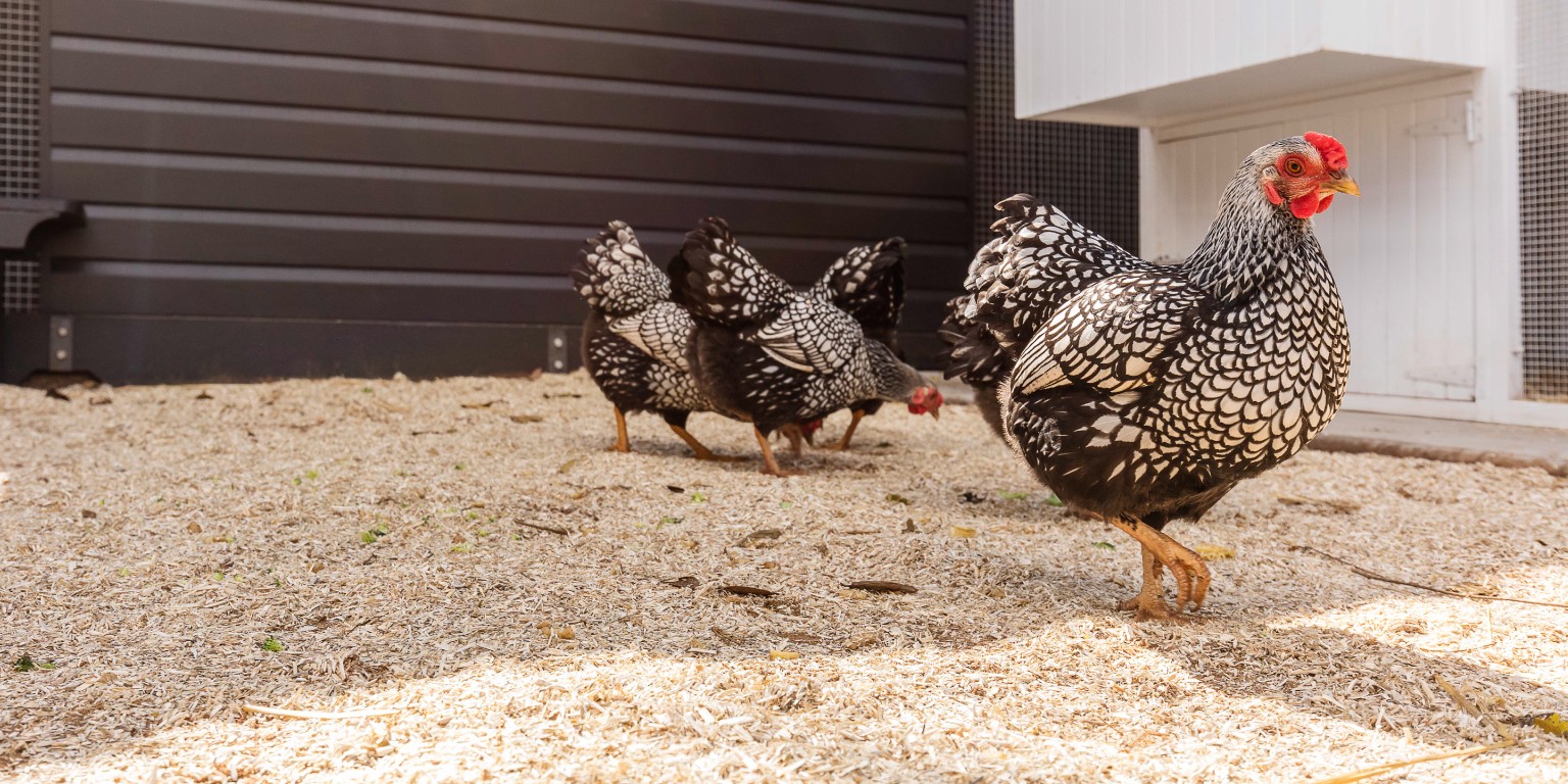 Backyard Chicken Coops Linkedin