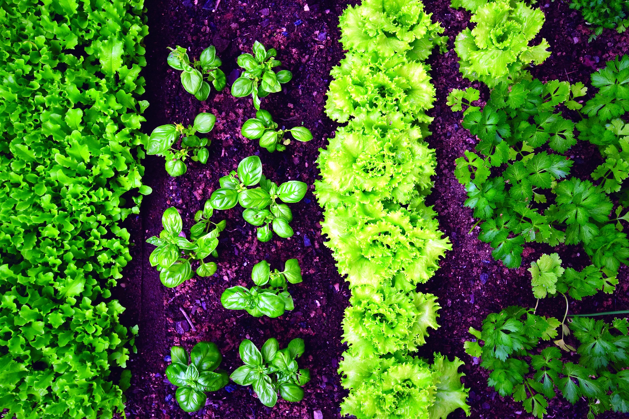 Jungseed Com Linkedin