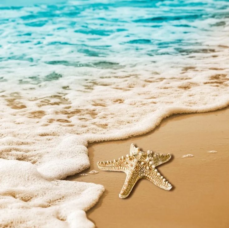 Tammy Longstaff on LinkedIn: #beachvibes #starfish #coastingwithsavvy # ...