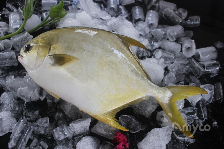 What makes the Pompano so Special? What makes the Pompano so Special?