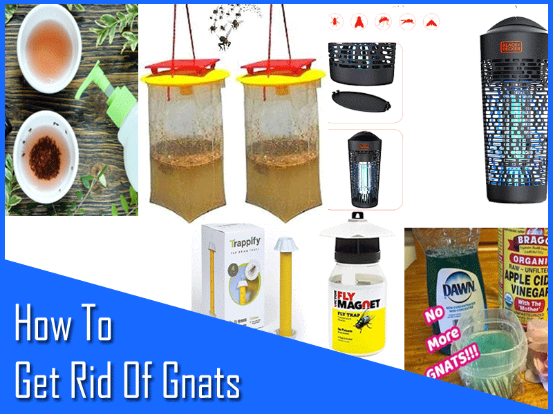 6 Ways How To Get Rid Of Gnats in 2022